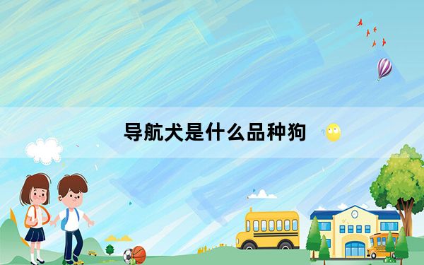 导航犬是什么品种狗_导航犬怎么用